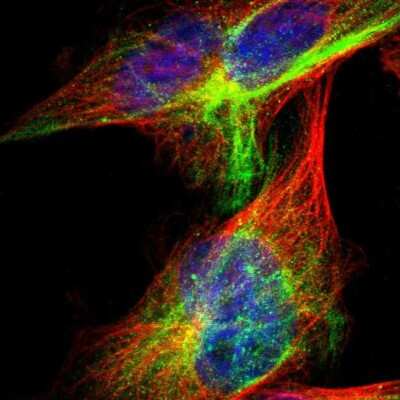 Immunocytochemistry/ Immunofluorescence: ITFG1 Antibody [NBP1-85734]