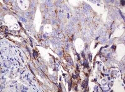 Immunohistochemistry: ITFG3 Antibody (OTI3B3) - Azide and BSA Free [NBP2-72253]