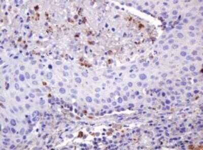 Immunohistochemistry: ITFG3 Antibody (OTI3B3) - Azide and BSA Free [NBP2-72253]