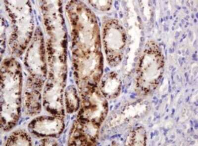 Immunohistochemistry: ITFG3 Antibody (OTI3B3) - Azide and BSA Free [NBP2-72253]