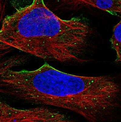Immunocytochemistry/ Immunofluorescence: ITIH1 Antibody [NBP1-81782]
