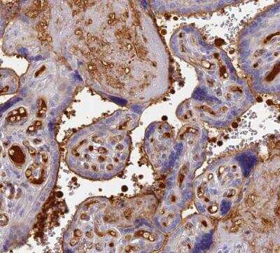 Immunohistochemistry-Paraffin: ITIH1 Antibody [NBP1-81782]