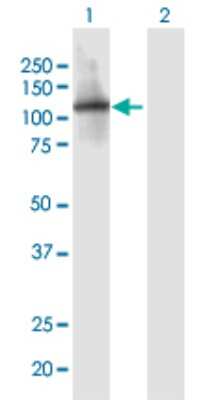Western Blot: ITIH1 Antibody [H00003697-B01P]