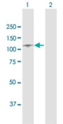 Western Blot: ITIH1 Antibody [H00003697-D01P]