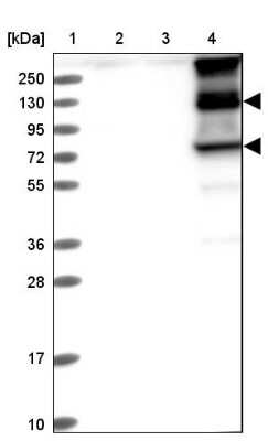 Western Blot: ITIH1 Antibody [NBP1-81782]