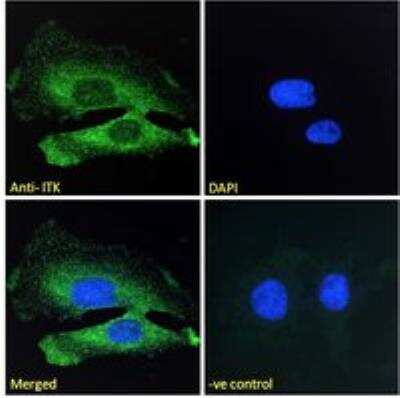 Immunocytochemistry/ Immunofluorescence: ITK Antibody [NB100-807]