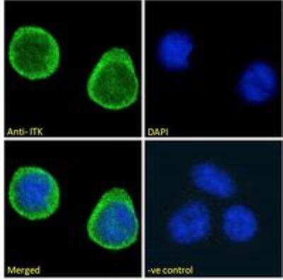 Immunocytochemistry/ Immunofluorescence: ITK Antibody [NB100-807]