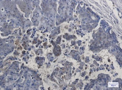 Immunohistochemistry-Paraffin: ITPA Antibody (S01-4D4) [NBP3-19664]