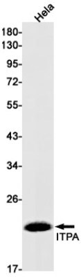 Western Blot: ITPA Antibody (S01-4D4) [NBP3-19664]