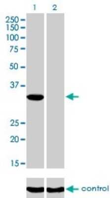 Western Blot: ITPK1 Antibody (2C8) [H00003705-M01]