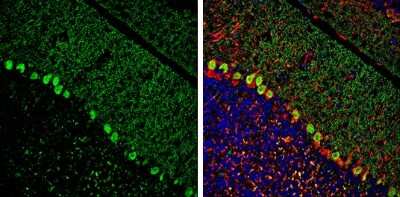 Immunohistochemistry-Frozen: ITPKA Antibody [NBP3-13210]