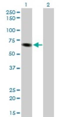 Western Blot: ITPKB Antibody (2F8) [H00003707-M01]