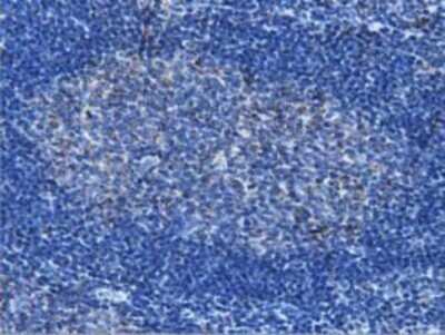 Immunohistochemistry: IVD Antibody (OTI1B10) - Azide and BSA Free [NBP2-71055]