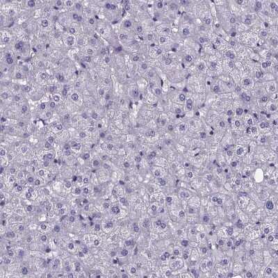Immunohistochemistry-Paraffin: IZUMO1 Antibody [NBP1-83086]