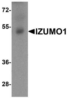 Western Blot: IZUMO1 AntibodyBSA Free [NBP2-82097]