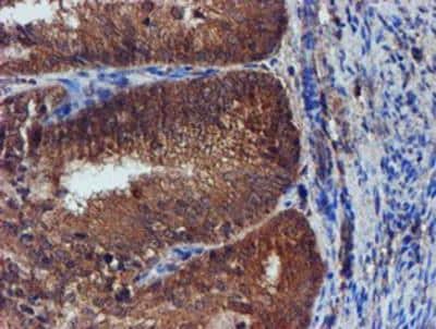 Immunohistochemistry-Paraffin: Iduronate 2-Sulfatase/IDS Antibody (OTI1D9) [NBP2-01745]