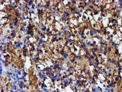 Immunohistochemistry-Paraffin: Iduronate 2-Sulfatase/IDS Antibody (OTI1D9) [NBP2-01745]