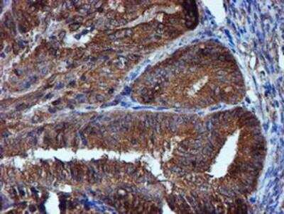 Immunohistochemistry-Paraffin: Iduronate 2-Sulfatase/IDS Antibody (OTI4G2) [NBP2-01761]