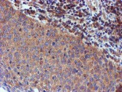 Immunohistochemistry-Paraffin: Iduronate 2-Sulfatase/IDS Antibody (OTI4G2) [NBP2-01761]