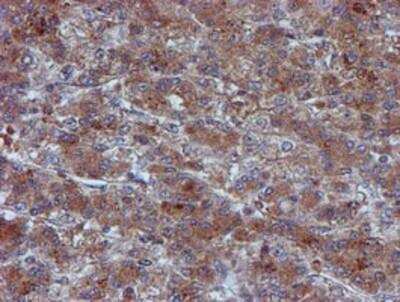 Immunohistochemistry-Paraffin: Iduronate 2-Sulfatase/IDS Antibody (OTI4G2) [NBP2-01761]