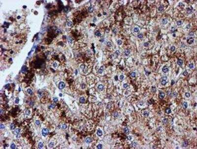 Immunohistochemistry-Paraffin: Iduronate 2-Sulfatase/IDS Antibody (OTI4G2) [NBP2-01761]
