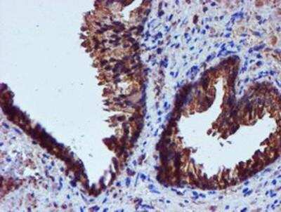 Immunohistochemistry-Paraffin: Iduronate 2-Sulfatase/IDS Antibody (OTI4G2) [NBP2-01761]