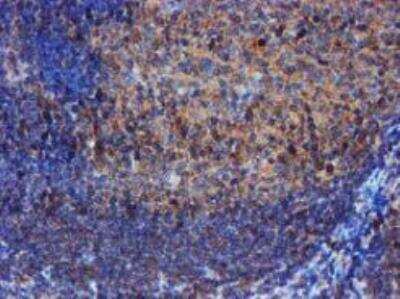 Immunohistochemistry-Paraffin: Iduronate 2-Sulfatase/IDS Antibody (OTI4G2) [NBP2-01761]