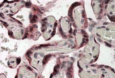 Immunohistochemistry-Paraffin: Iduronate 2-Sulfatase/IDS Antibody [NBP1-28477]