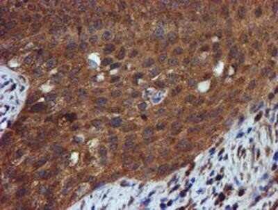 Immunohistochemistry: Iduronate 2-Sulfatase/IDS Antibody (OTI1D9) - Azide and BSA Free [NBP2-70994]