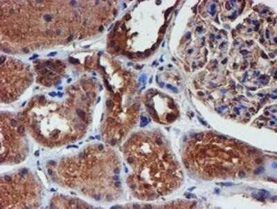 Immunohistochemistry: Iduronate 2-Sulfatase/IDS Antibody (OTI4G2) - Azide and BSA Free [NBP2-70996]