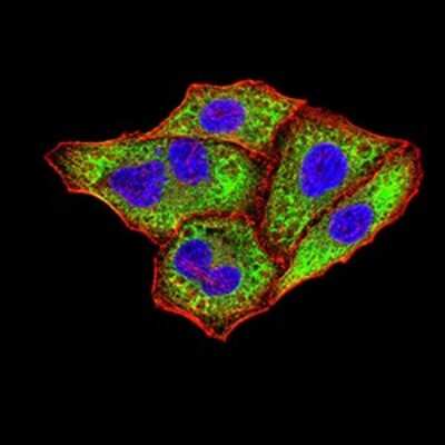 Immunocytochemistry/ Immunofluorescence: IgA Antibody (7D5F12) - BSA Free [NBP2-61794]