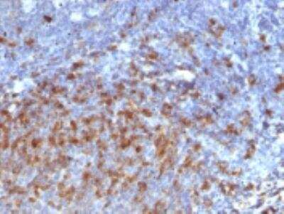 Immunohistochemistry-Paraffin: IgG Antibody (IG266) [NBP2-34250]