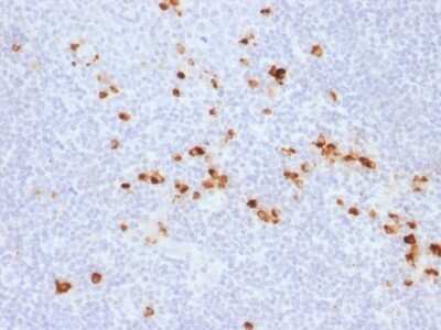 Immunohistochemistry-Paraffin: IgG Heavy Chain Antibody (IG507R) [NBP2-53145]