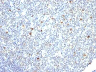 Immunohistochemistry-Paraffin: IgM Antibody (IM260) - Azide and BSA Free [NBP2-34649]