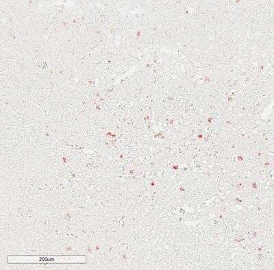 Immunohistochemistry-Paraffin: IgM Antibody (IM260) - IHC-Prediluted [NBP2-45057]