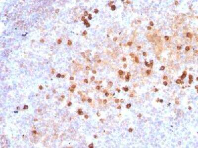 Immunohistochemistry-Paraffin: IgM Antibody (IM373) - Azide and BSA Free [NBP2-34650]