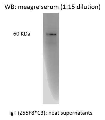 Western Blot: IgT Antibody (Z55F8*C3)BSA Free [NBP2-61127]
