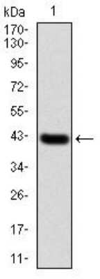 Western Blot: IkB-alpha Antibody (4D4F2)BSA Free [NBP2-52518]