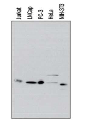 Western Blot: IkB-alpha Antibody (6A920)Azide and BSA Free [NBP2-80787]