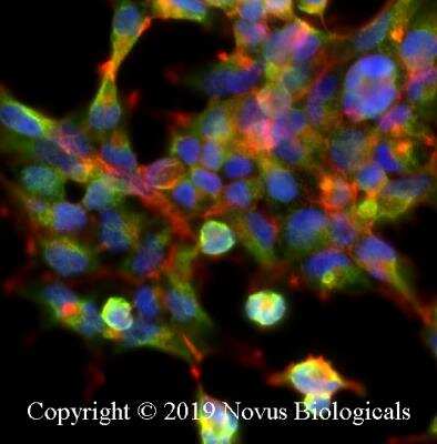 Immunocytochemistry/ Immunofluorescence: IkB-alpha Antibody (6A920) - BSA Free [NB100-56507]