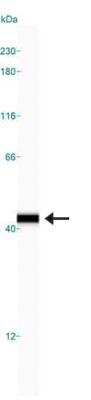 Simple Western: IkB-alpha Antibody (6A920)BSA Free [NB100-56507]
