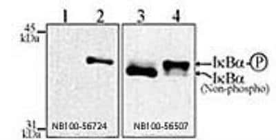 Western Blot: IkB-alpha Antibody (6A920)BSA Free [NB100-56507]
