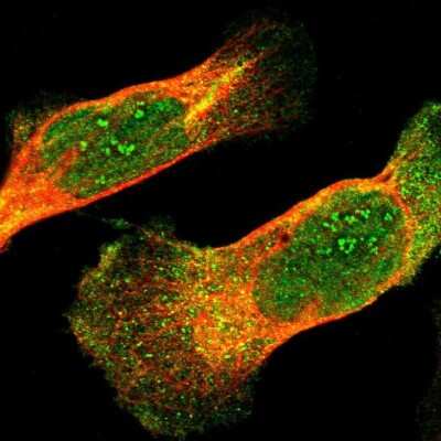Immunocytochemistry/ Immunofluorescence: IkB-epsilon Antibody [NBP1-87762]