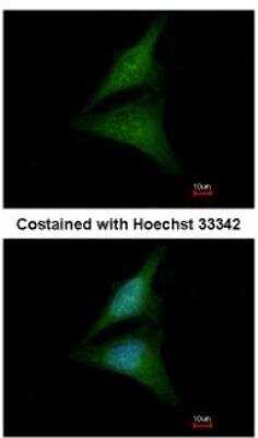 Immunocytochemistry/ Immunofluorescence: Importin-13 Antibody [NBP2-14994]