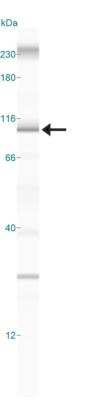 Simple Western: Importin-8 Antibody [NBP2-24751]