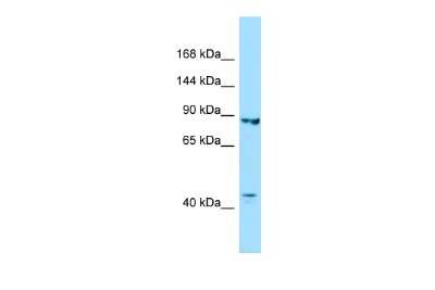 Western Blot: Importin-8 Antibody [NBP2-87625]