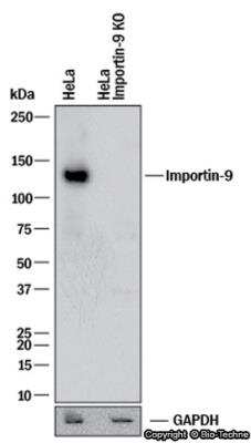Western Blot: Importin-9 Antibody [NB100-56489]