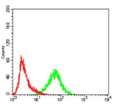 Flow Cytometry: Importin alpha 2/KPNA2 Antibody (1E8B7) - BSA Free [NBP2-52501]