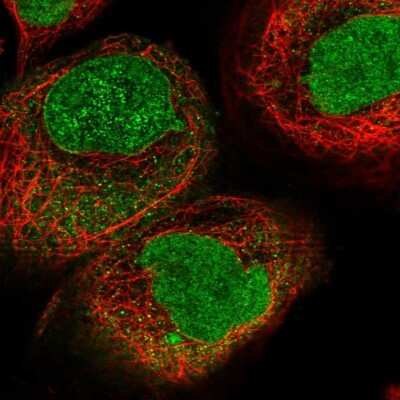Immunocytochemistry/ Immunofluorescence: Importin alpha 3/KPNA4 Antibody [NBP2-38541]