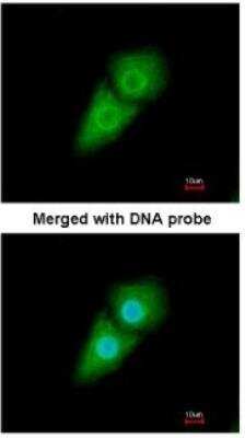 Immunocytochemistry/ Immunofluorescence: Importin alpha 5/KPNA1/SRP1 Antibody [NBP1-33508]